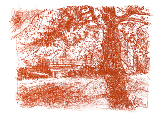 Conte crayon drawing of old oak tree, by John Hulsey